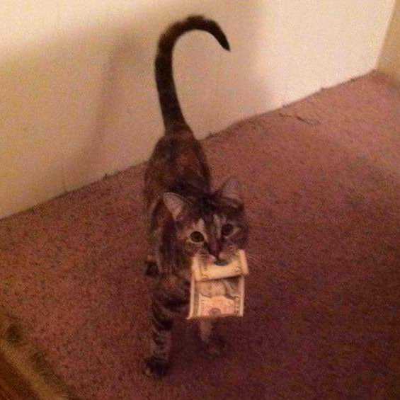 A cat carrying cash in its mouth